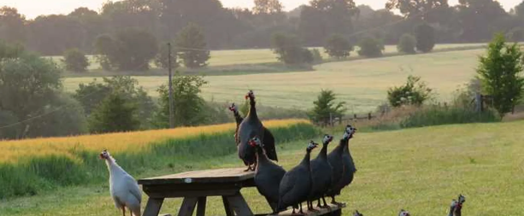 Totteridge Farm Camping Pods