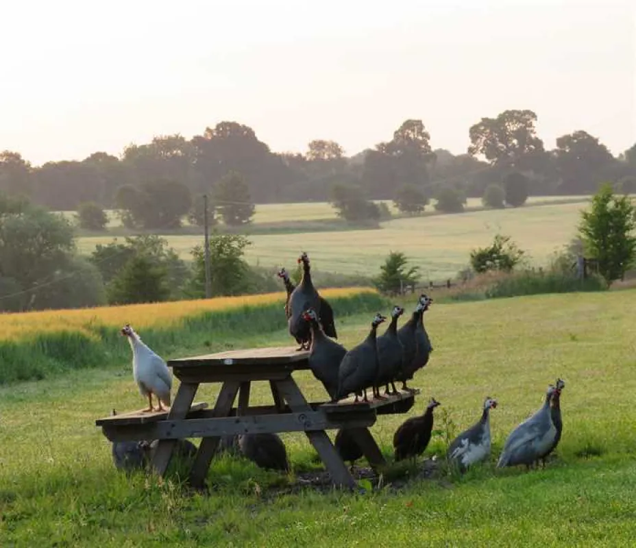 Totteridge Farm Camping Pods