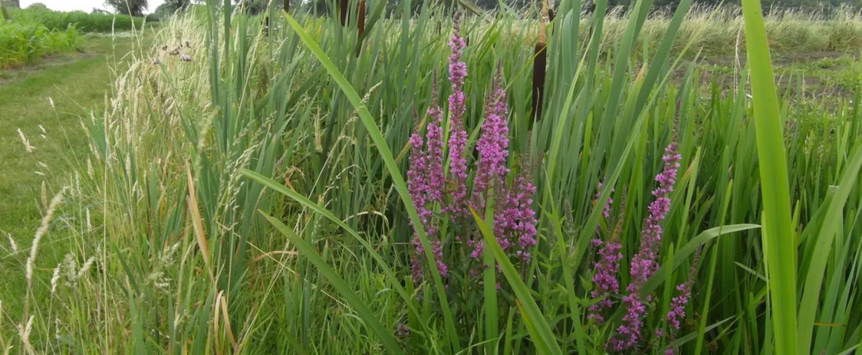 Minicamping Oud Drimmelen