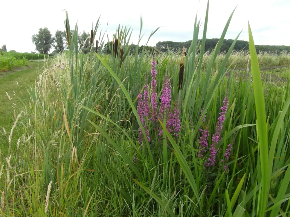 Minicamping Oud Drimmelen