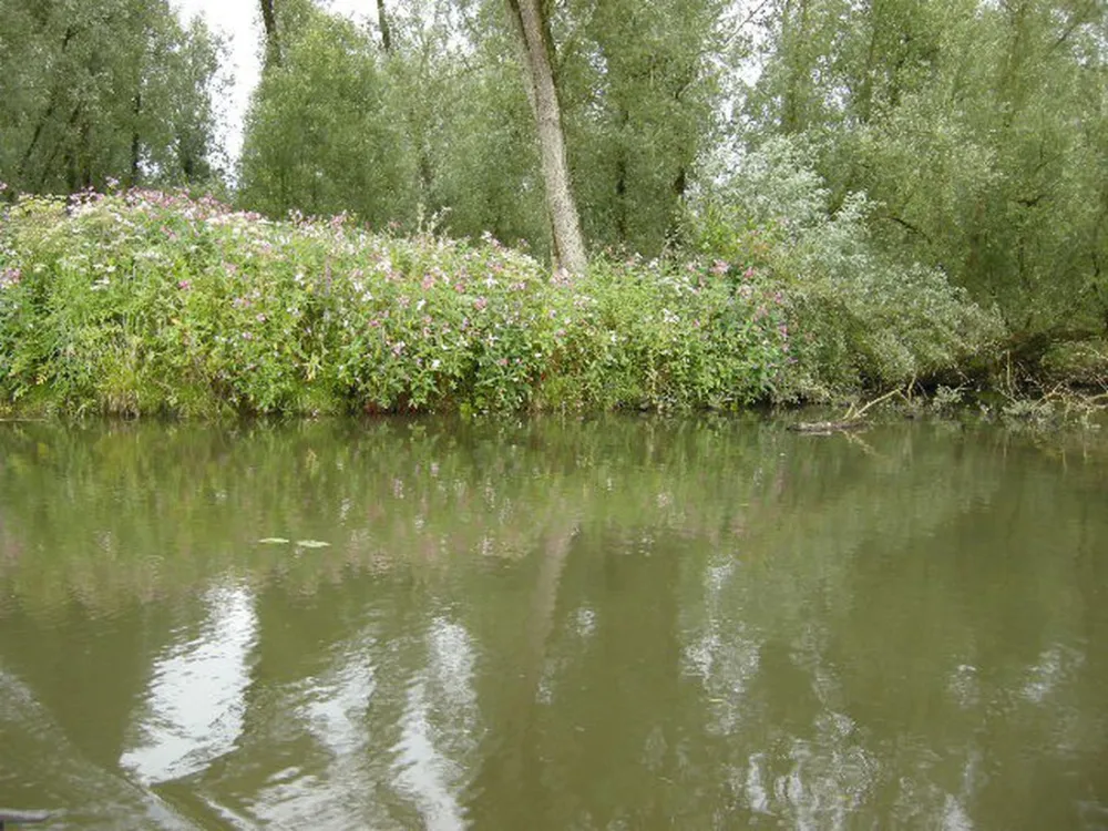 Minicamping Oud Drimmelen