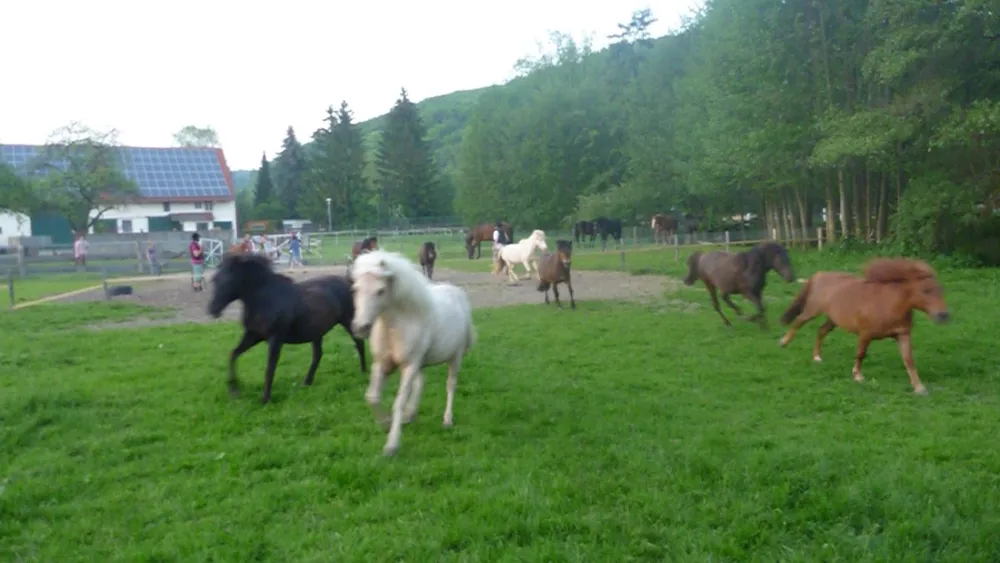 Ponyhof Camping Club