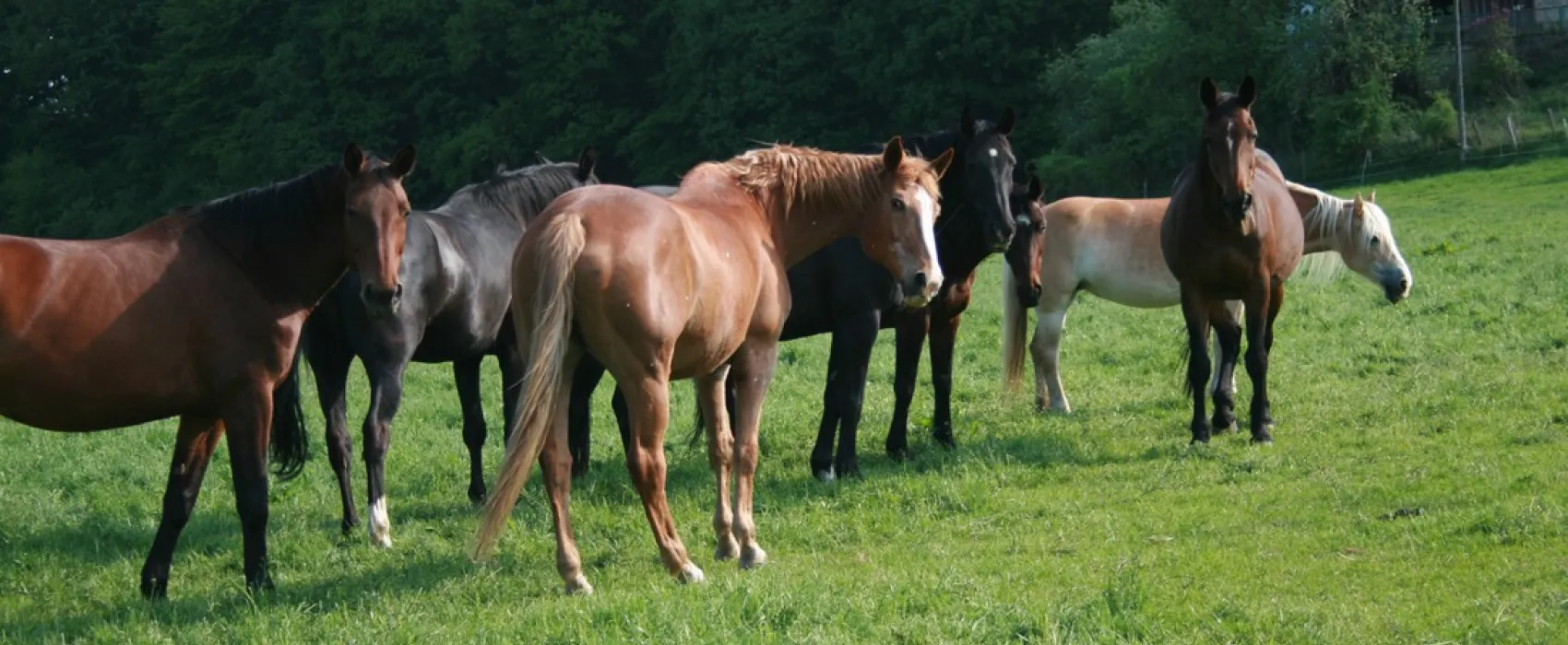 Ponyhof Camping Club