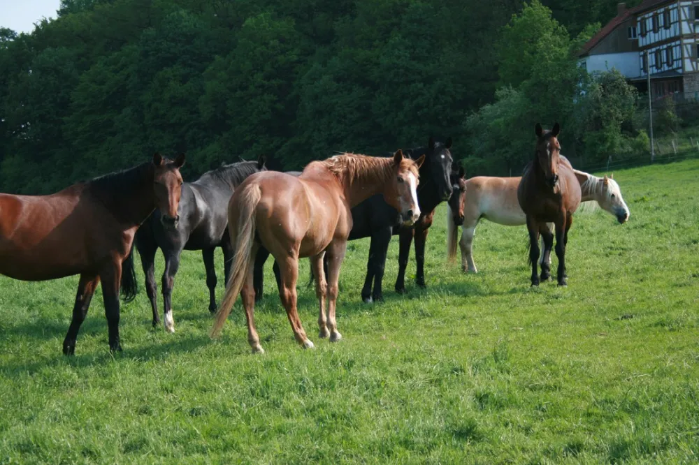 Ponyhof Camping Club