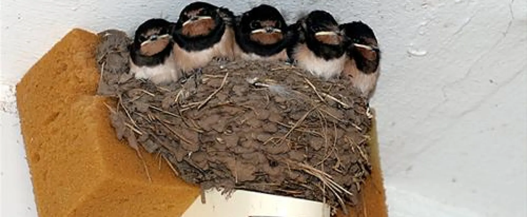 Campinginsel Sonnenwerth