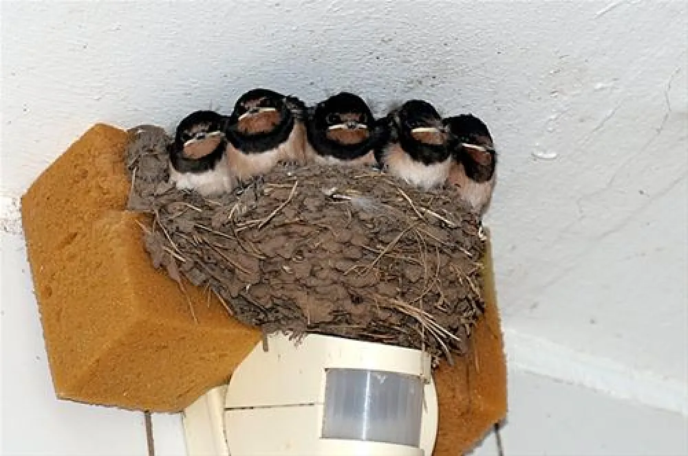 Campinginsel Sonnenwerth