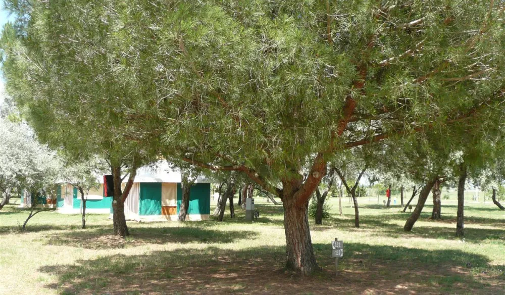 Camping Les Flamants Roses  