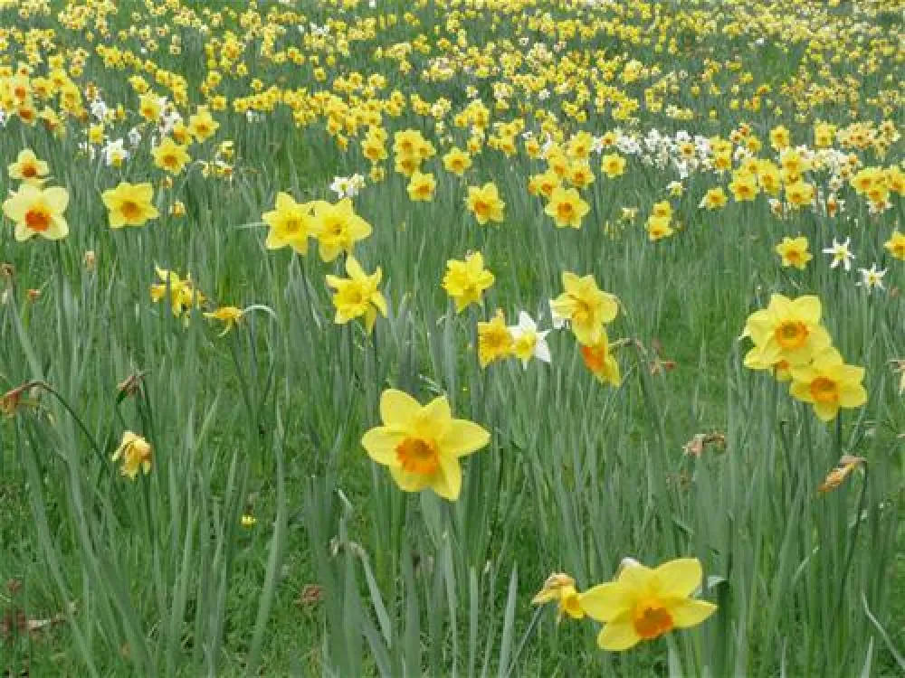 Lincoln Farm Park Oxfordshire