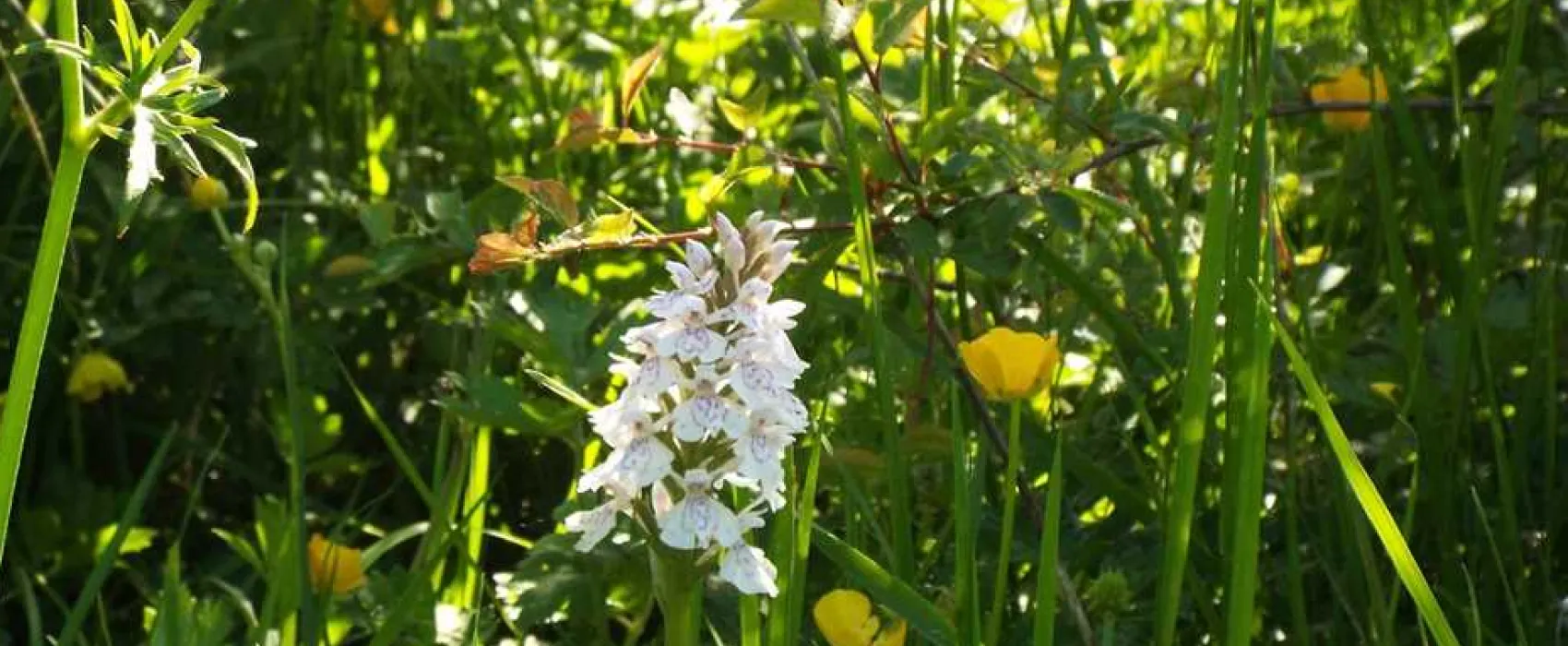 Hill Cottage Farm Camping and Caravan Park