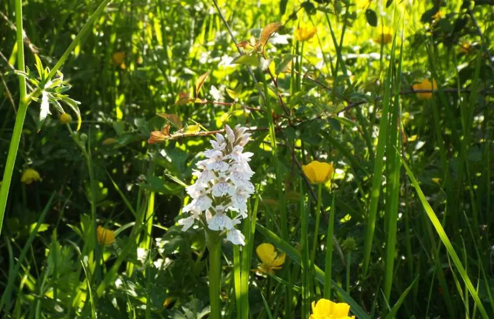 Hill Cottage Farm Camping and Caravan Park