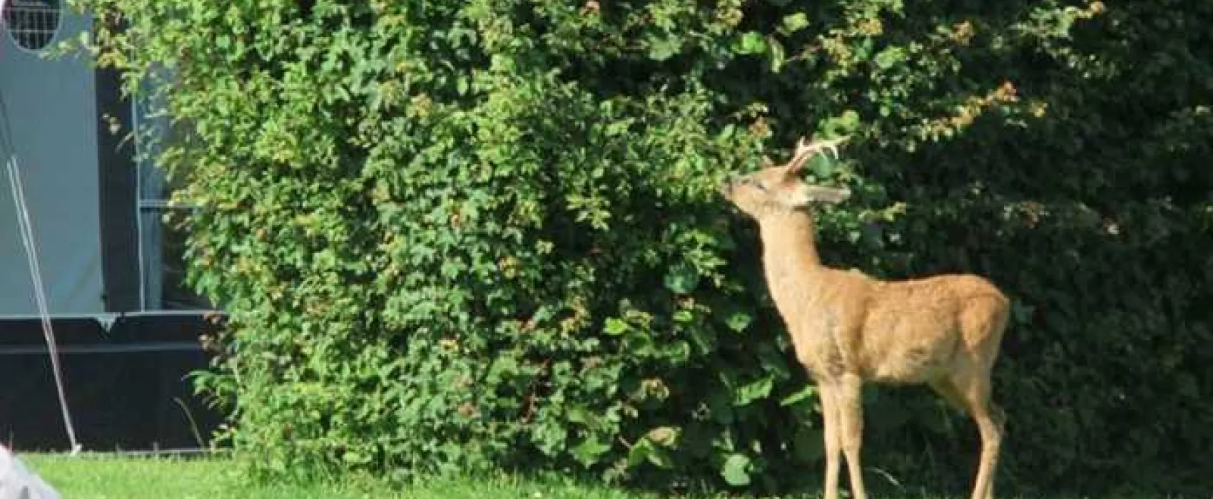 Hill Cottage Farm Camping and Caravan Park