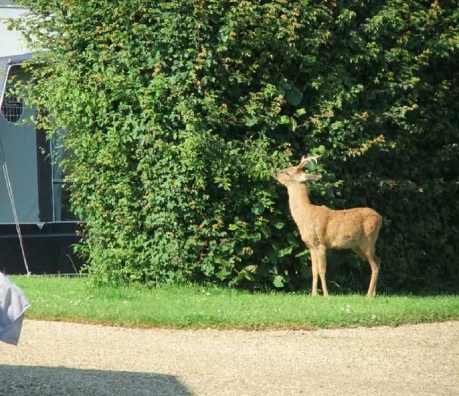 Hill Cottage Farm Camping and Caravan Park