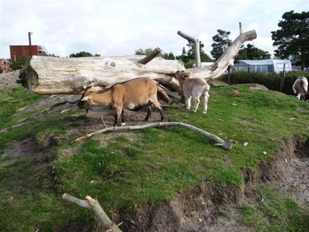 Nymindegab Familie Camping