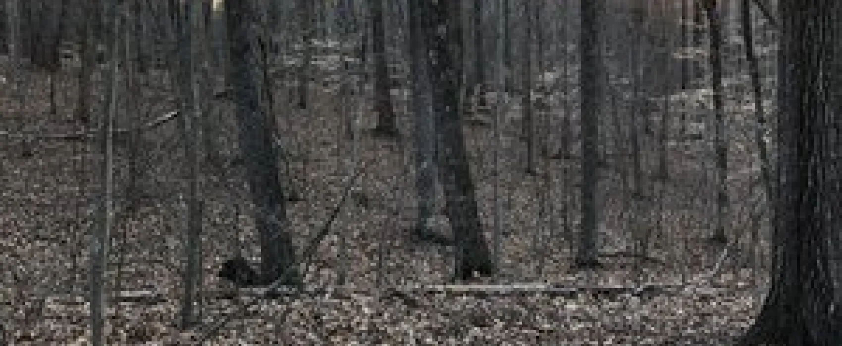 Smith Mountain Lake State Park