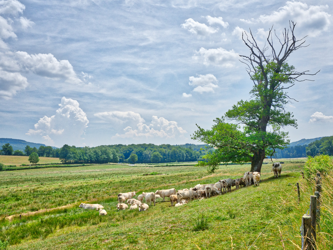 Le Paroy photo 2