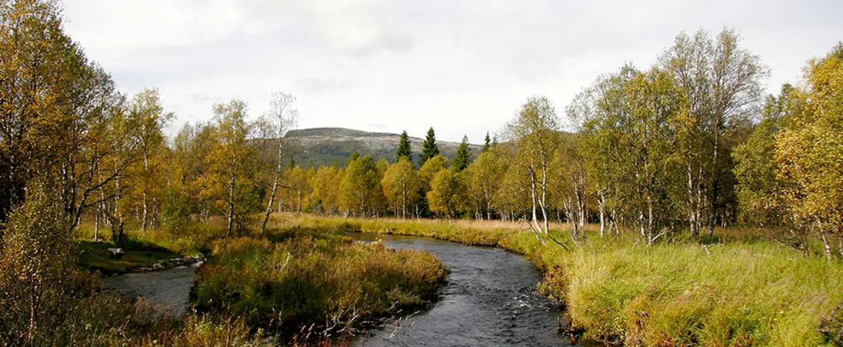 Koppang Camp. Og Hytteutleie