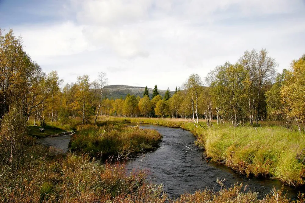Koppang Camp. Og Hytteutleie