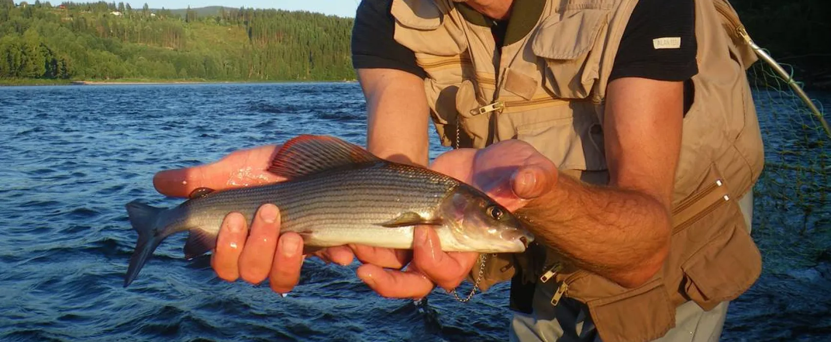 Koppang Camp. Og Hytteutleie