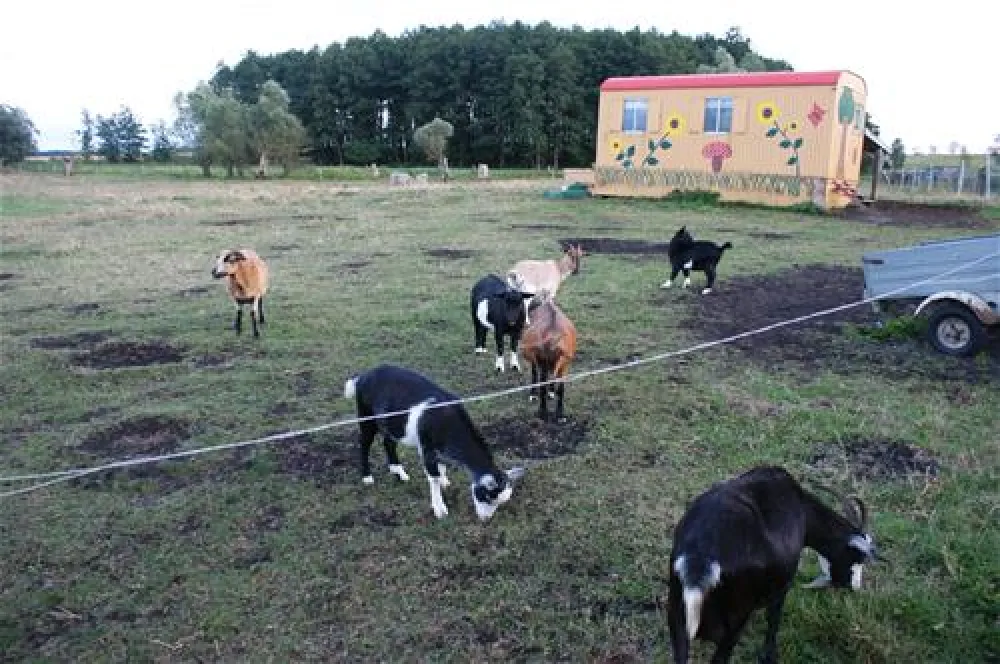Naturcamp zu den zwei Birken