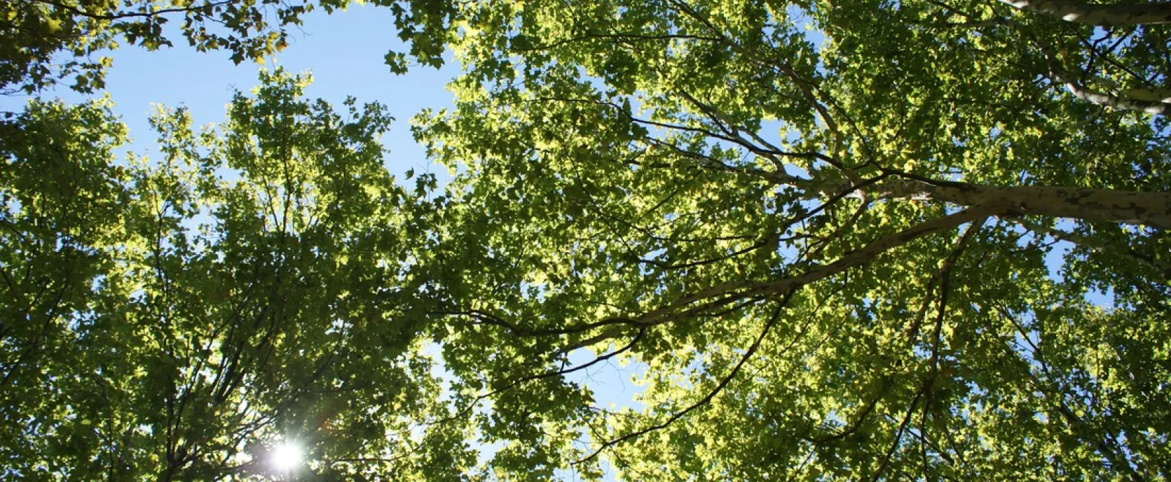 Camping Les Ombrages  