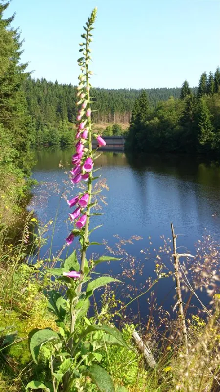 Camping Okertalsperre