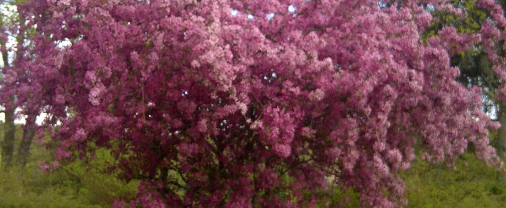 Camping municipal du Lac de Pont