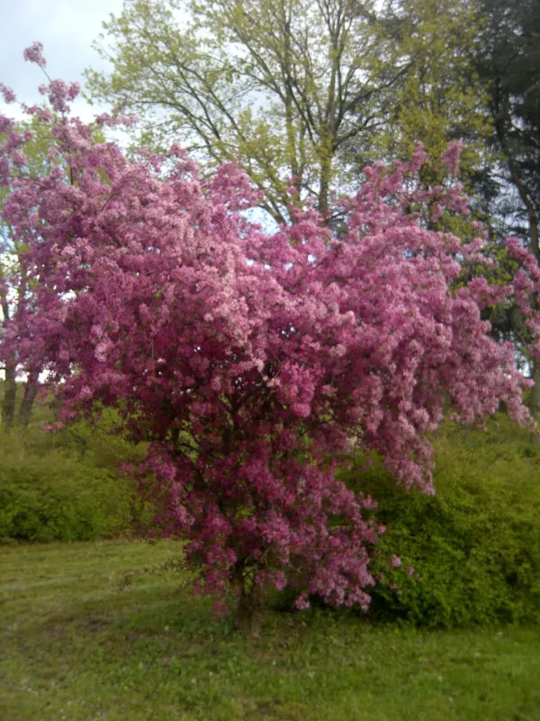Camping municipal du Lac de Pont