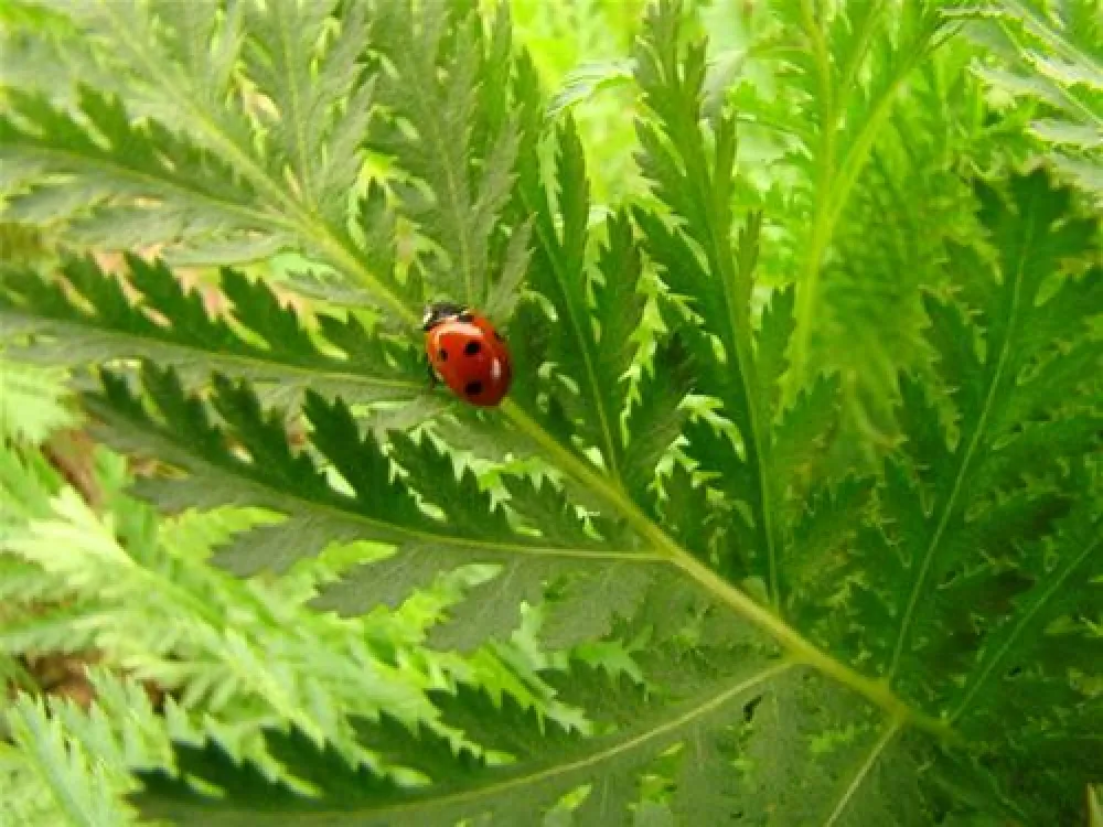 Camping ** La Fontaine Du Hallate  en Morbihan