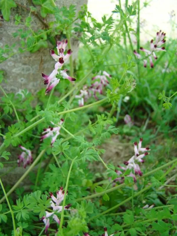 Camping ** La Fontaine Du Hallate  en Morbihan