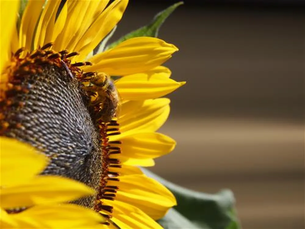 Camping  Bella-Tola + Restaurant