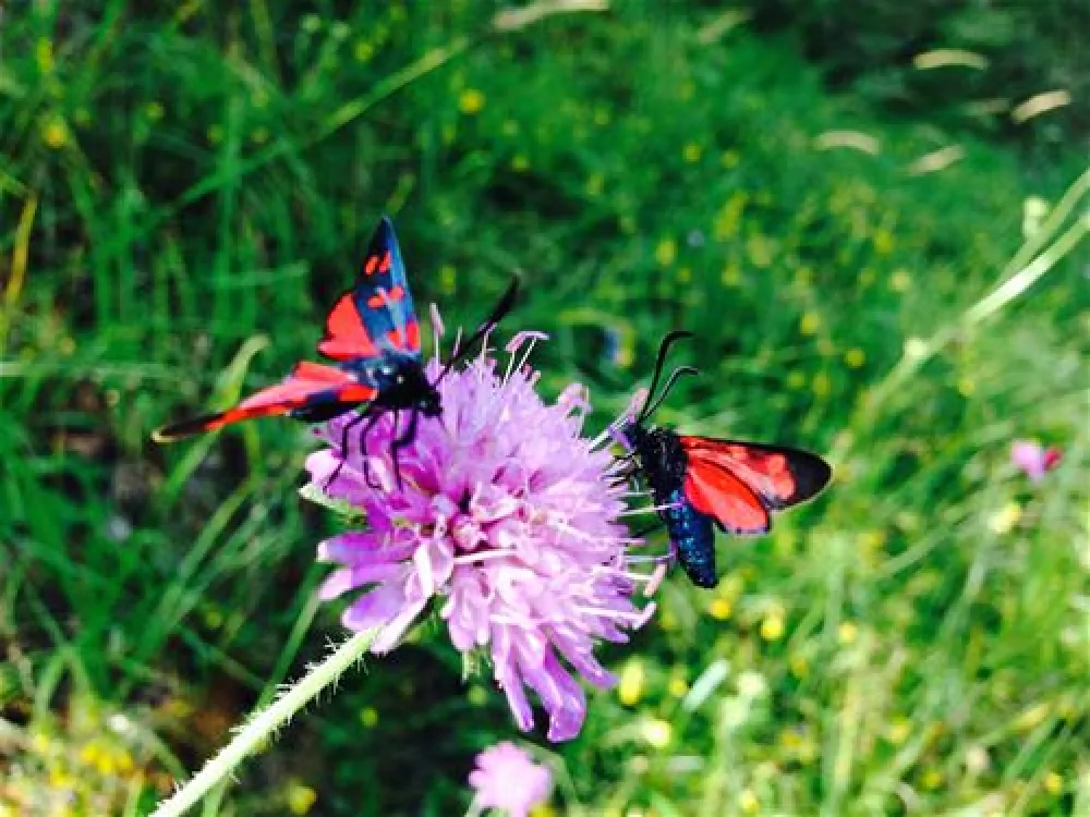 Camping  Bella-Tola + Restaurant