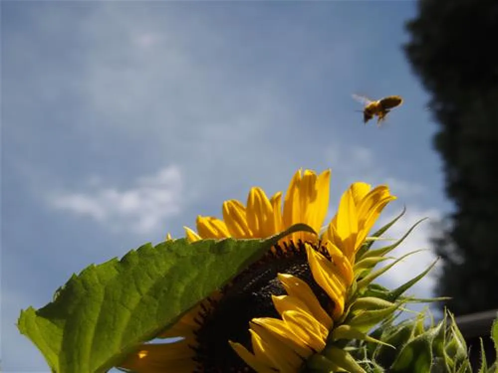 Camping  Bella-Tola + Restaurant