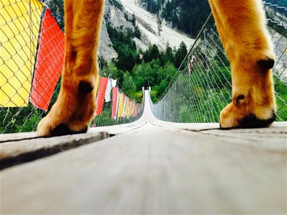 Camping  Bella-Tola + Restaurant