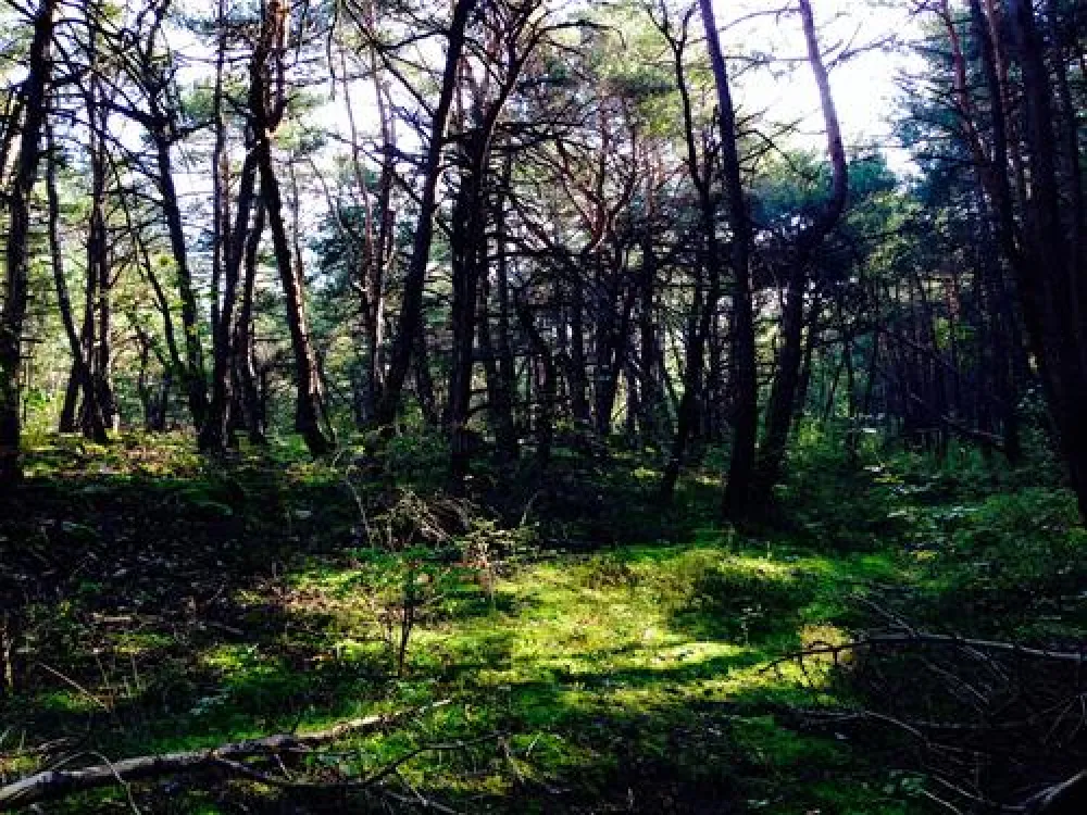 Camping  Bella-Tola + Restaurant