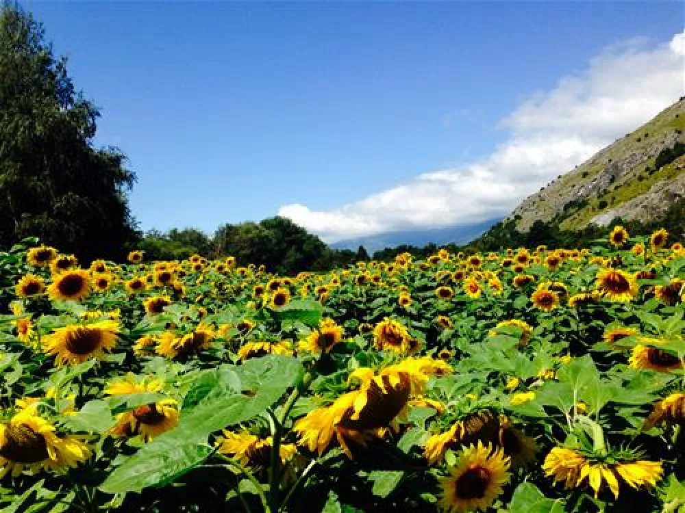 Camping  Bella-Tola + Restaurant