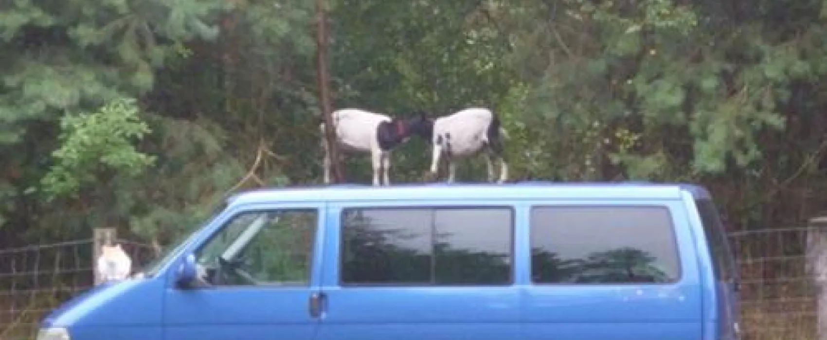 Campingplatz Glockenheide