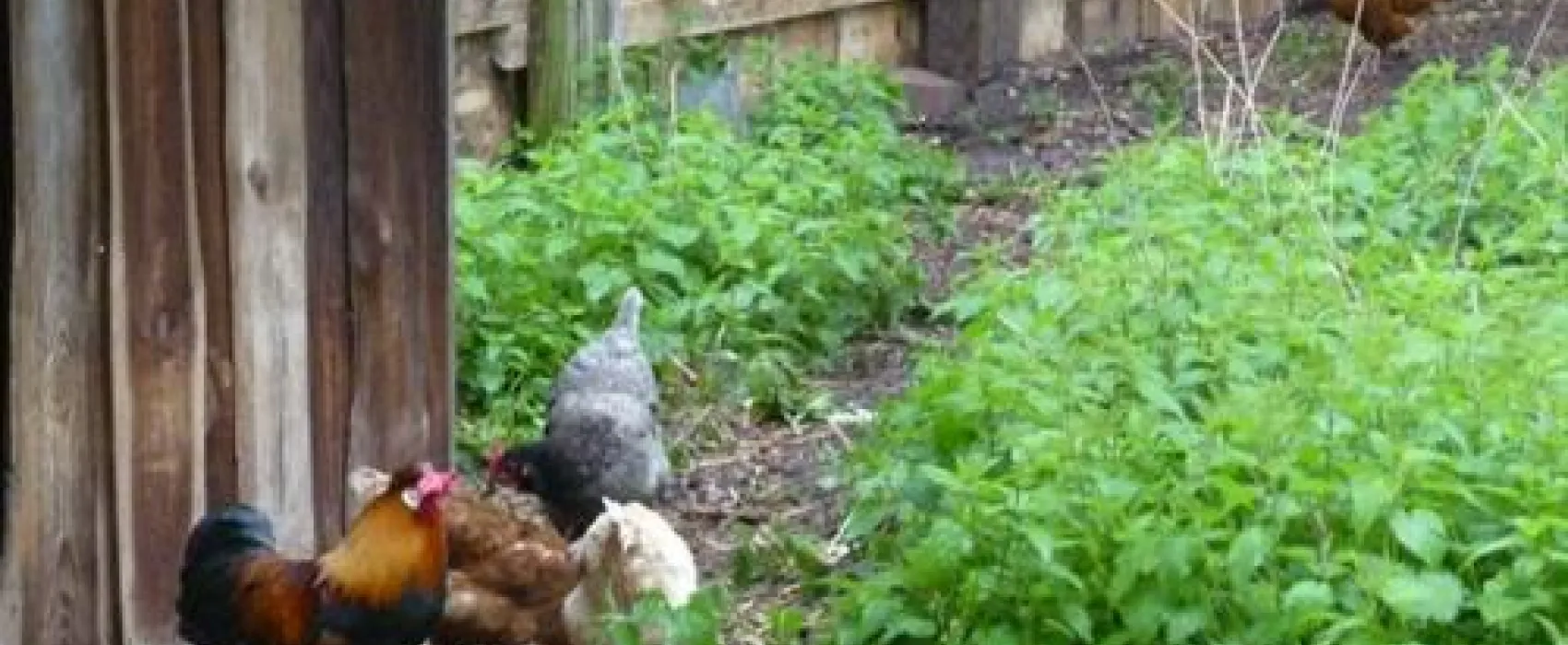 Campingplatz Glockenheide