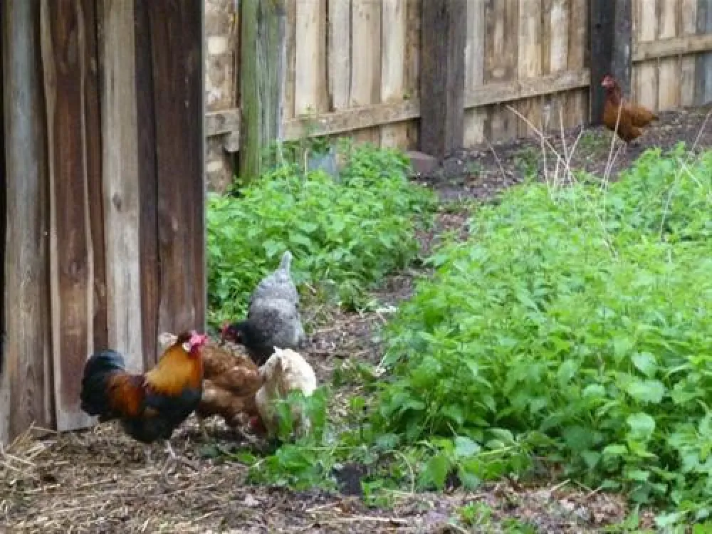 Campingplatz Glockenheide