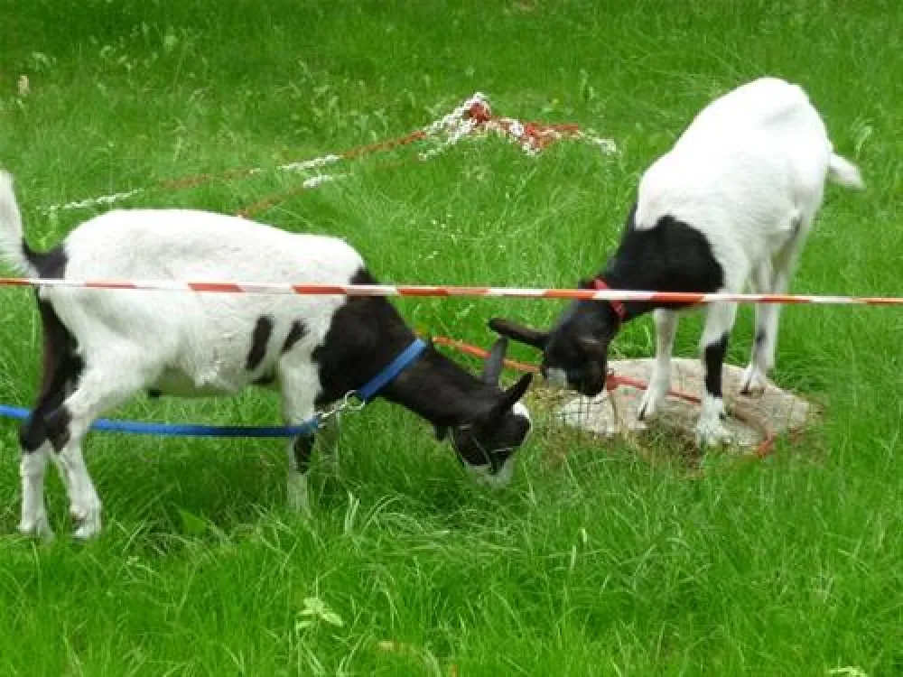 Campingplatz Glockenheide