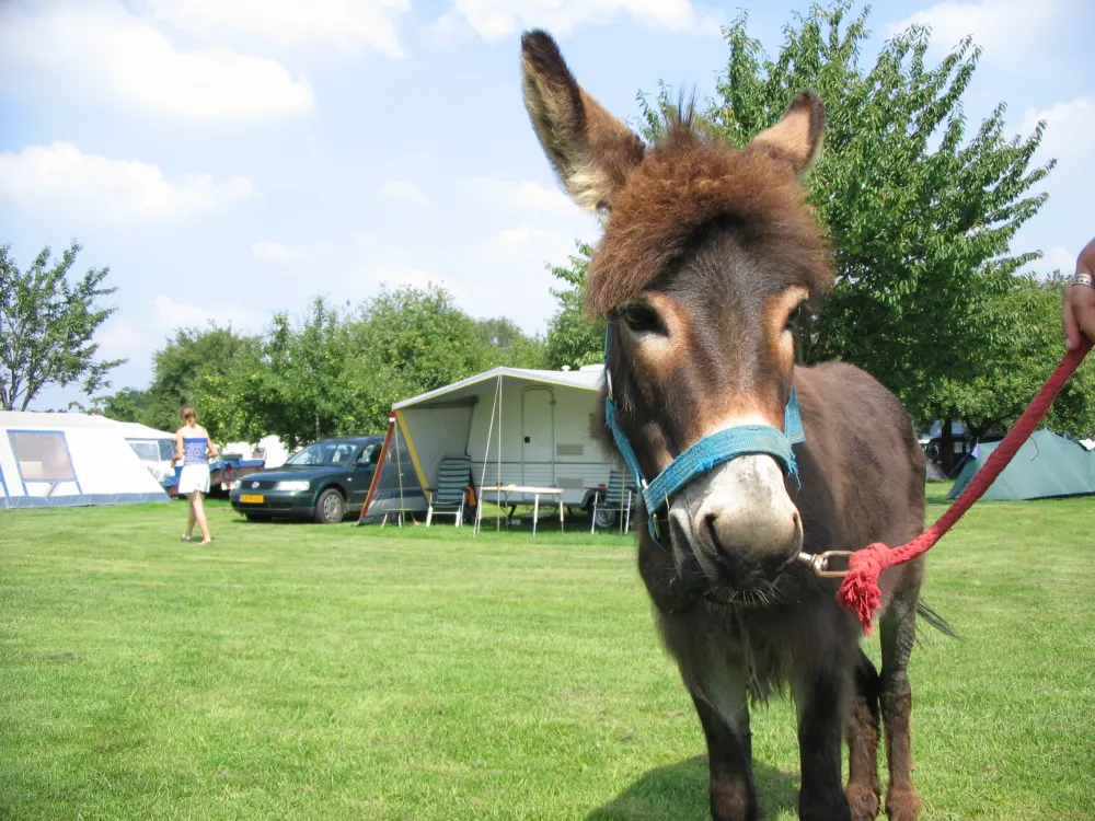 Kampeerterrein Oosterberg