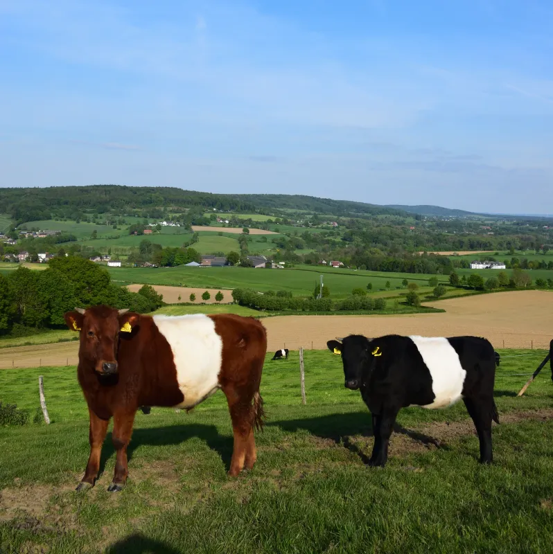 Kampeerterrein Oosterberg