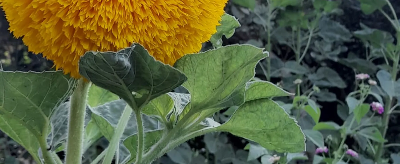 Agriturismo biologico Salos