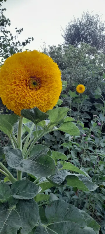 Agriturismo biologico Salos