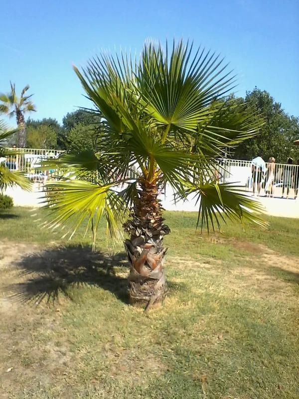 Camping Saint Maurice