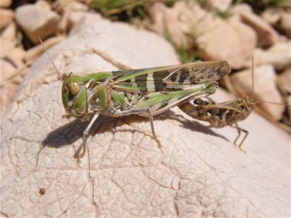 Naturist camp Bunculuka