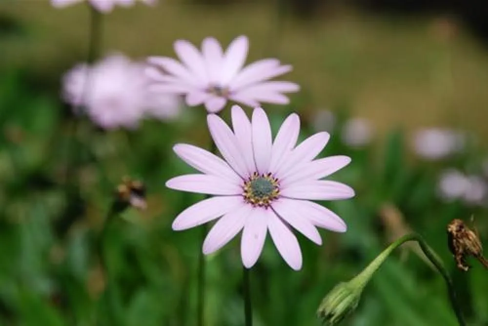 Parque de Campismo Convívio Lda