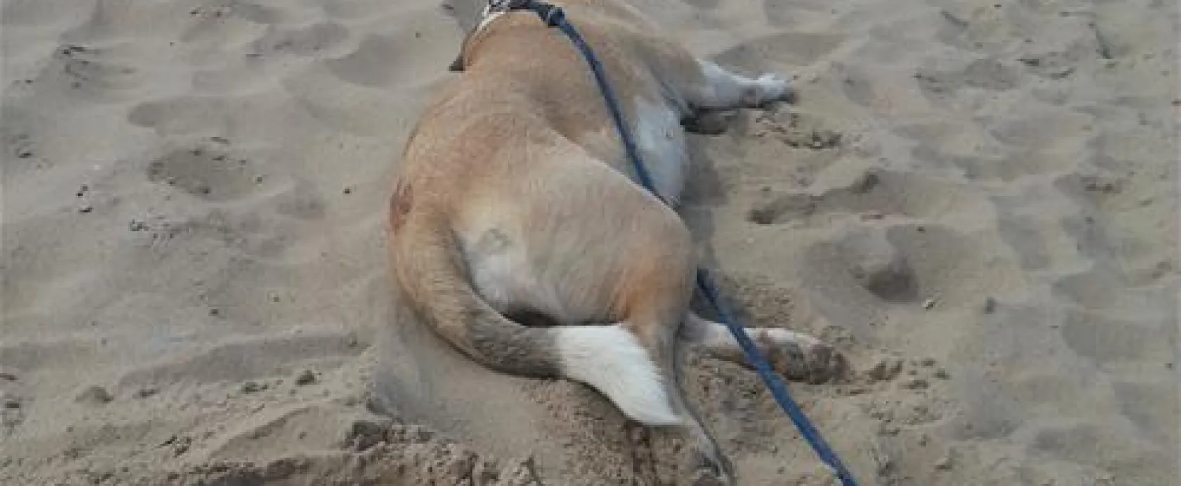 Strandcamping Groede