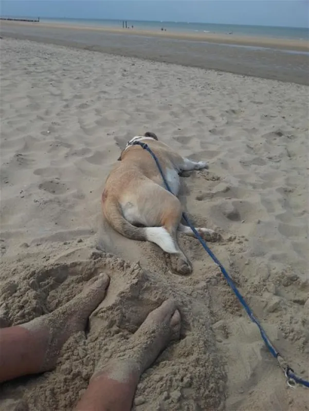 Strandcamping Groede