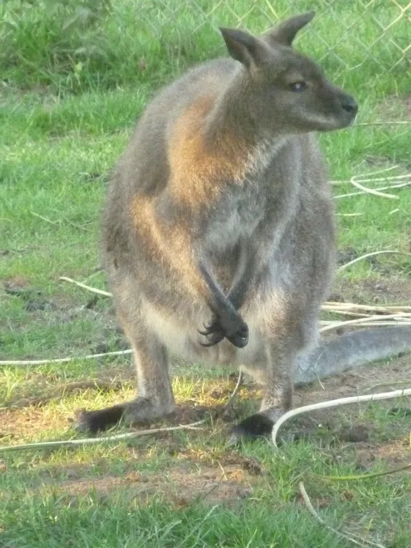 Camping De Geffense Berg