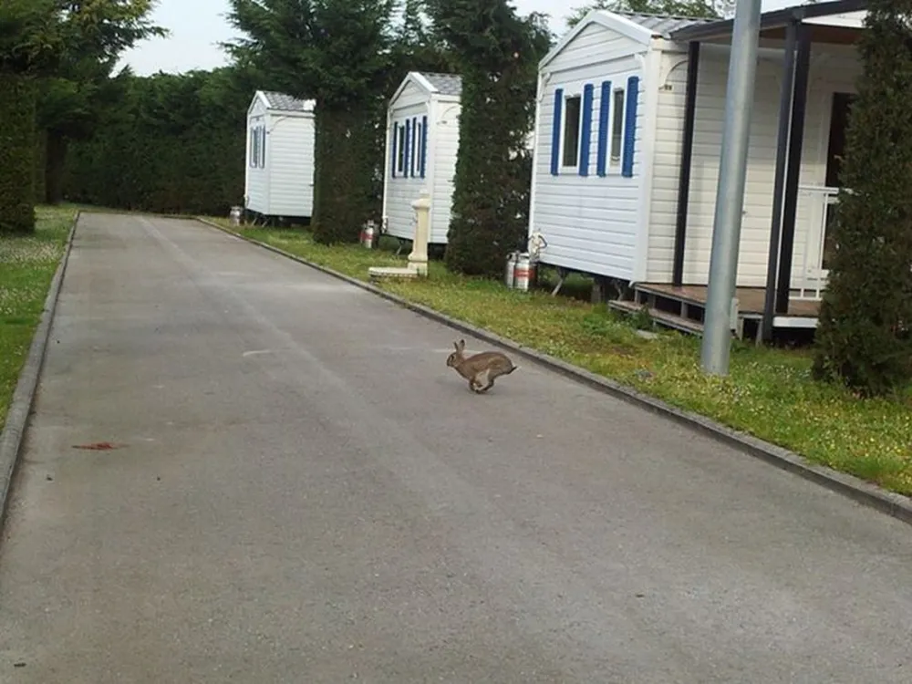 Camping Playa De Isla
